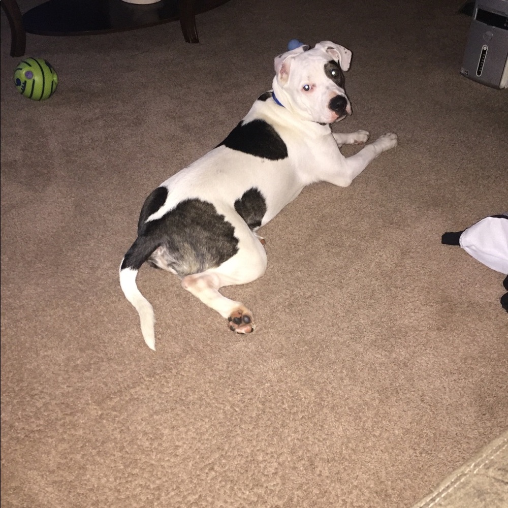 Meet your Posher, Chris